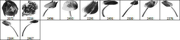 Collection of large tulips brushes